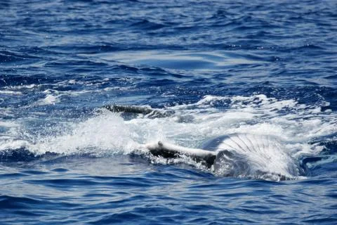 Young Humpback Stock Photos