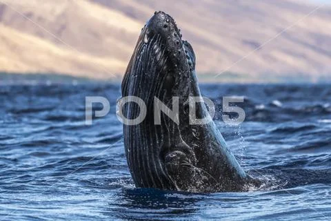 Young Humpback whale (Megaptera novaeangliae) head lunge Stock Photos