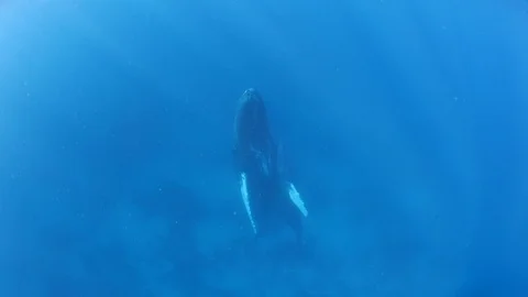 A young Humpback Whale rises from its mother in the Caribbean Stock Footage 105237470