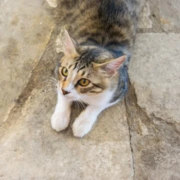 Young hungry cat. Hungry pretty cat waiting for food. Portrait of a surprised Stock Photos