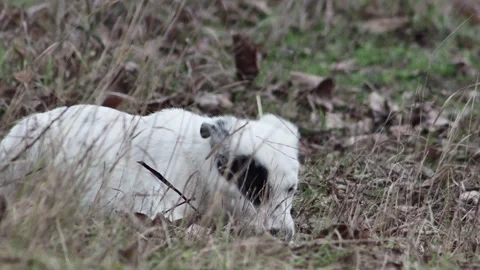A young hungry dog eats something in a clearing in the forest Vídeos de archivo 231087138