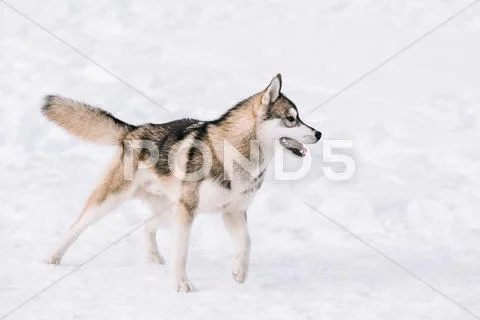 Young Husky Dog Play Outdoor In Snow, Winter Stock Photos