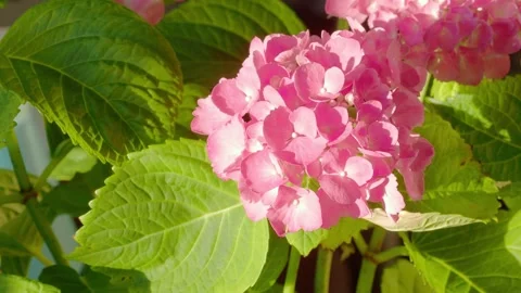 Young Hydrangea flower in dark background Stockbeeldmateriaal 317315489