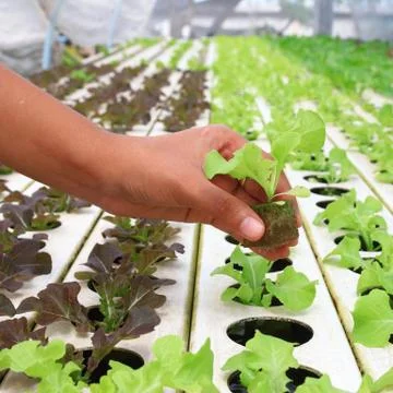 Young hydroponic vegetable on hand Foto stock