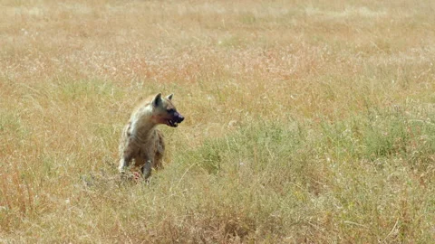 A young hyena is busy devouring his dinner, a small gazelle, in the Stock Footage 207722283