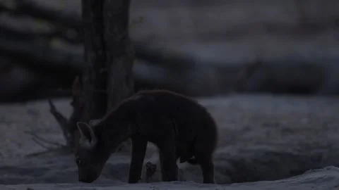Young hyena, evening sunset light. Hyena, detail portrait. Spotted hyena, Crocut Stock Footage 260325423