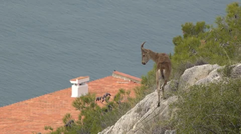 Young Iberian ibex Stock Footage 58099700