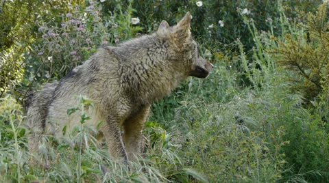 Young Iberian Wolf Stock Footage 35840162