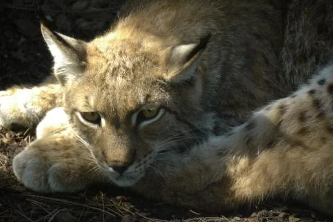 Young iberico lynx Stock Photos