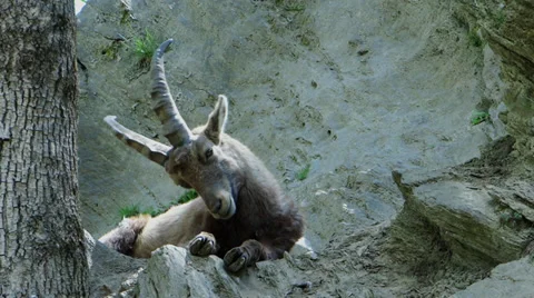 Young ibex being tormented by flies Stock Footage 37770731