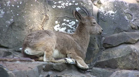 Young Ibex resting on rock ledge 動画素材 42058156