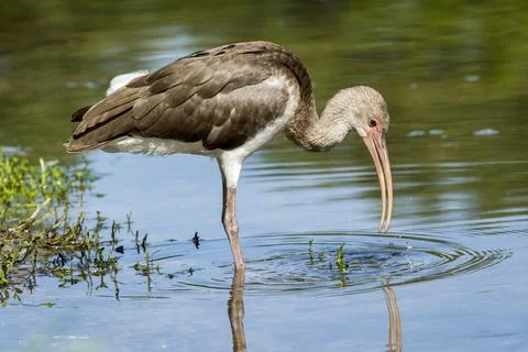 Young ibis drinks water. Stock Photos