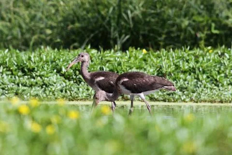 Young ibises Stock Photos