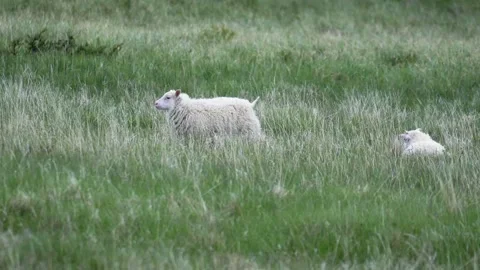 Young Icelandic Sheep Walking Through a Green Meadow 4K Wildlife Footage Stock Footage 339742816
