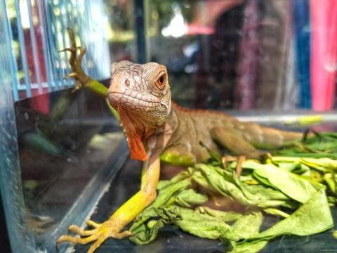 Young iguana lizard Stock Photos