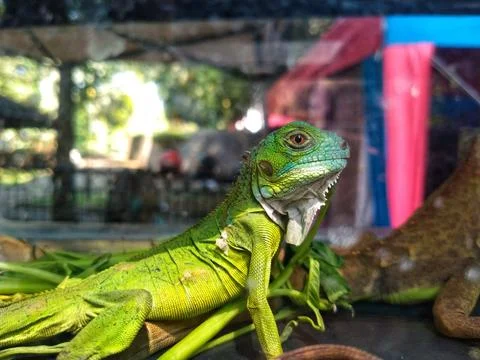 Young iguana lizard Stock Photos