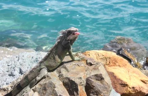 Young Iguana Photos