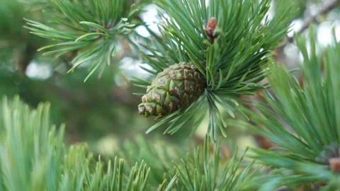 A young, immature pine cone on a pine branch Stock Footage