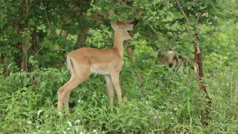 A young impala antelope stands beside a shrub, browsing on fresh leaves. Stock Footage 338003019