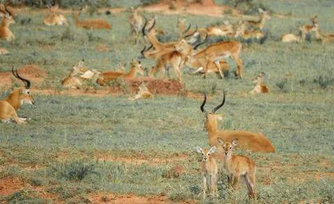 Young impala antelopes in the ground Stockfoto's