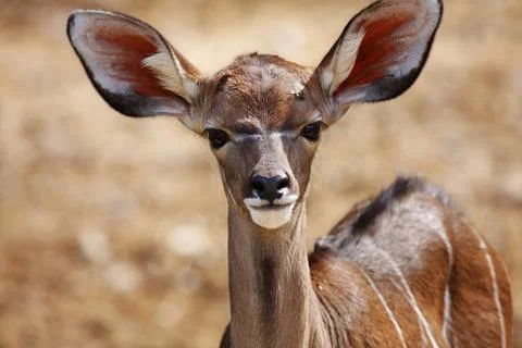 Young impala antelopes Фото