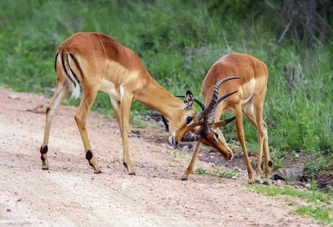 Young impala antelopes sort things out by exchanging blows of horns. Stock Photos