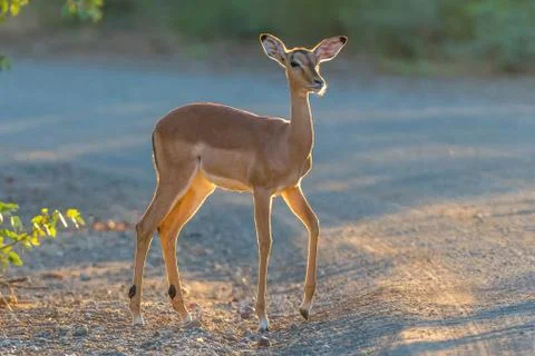 Young impala ewe in first rays of the rising sun Stock Photos
