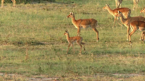 Young impala Video stock 33691607