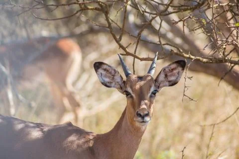 Young impala head on Stock Photos
