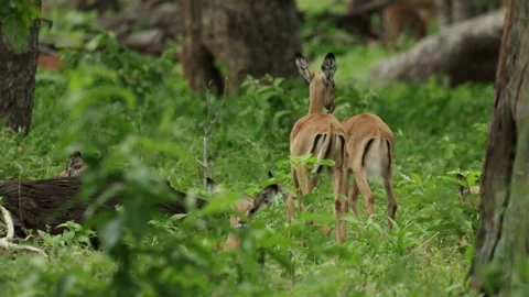 Young impala lambs walking away into the green thicket, Chobe National Park Stock Footage 345141728