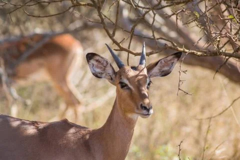 Young impala Stock Photos