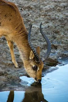 Young Impala Stock Photos