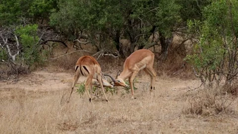 Young impala rams play fighting, locking horns Stock Footage 344791277