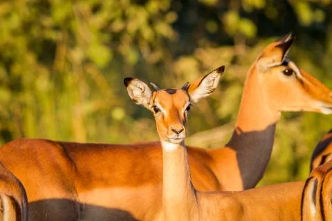 Young Impala starring at the camera. Stock Photos