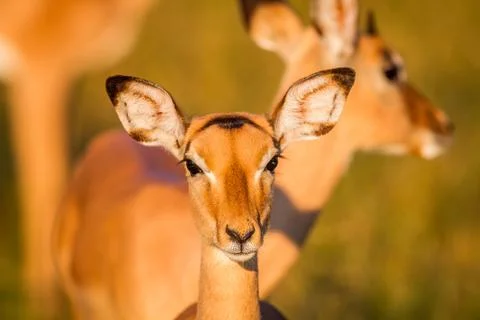 Young Impala starring at the camera. Stock Photos