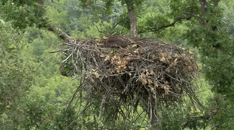 Young Imperial eagle chicks in the nest on a tree Stock Footage 55157790