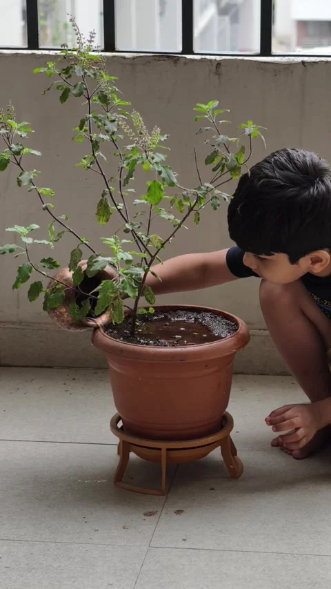 A young Indian boy carefully waters a holy basil (Tulsi) plant with devotion Stock-Footage 312865012