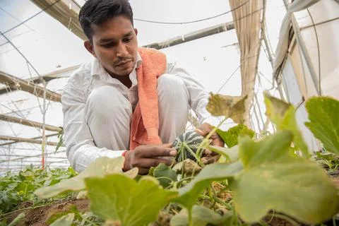 Young indian farmer inspecting or harvesting unripe muskmelon from his poly h Stock Photos