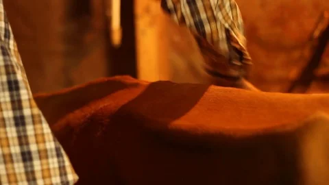 Young Indian man cleans cows flank in Himachal Pradesh, northern India Stock Footage 77554941