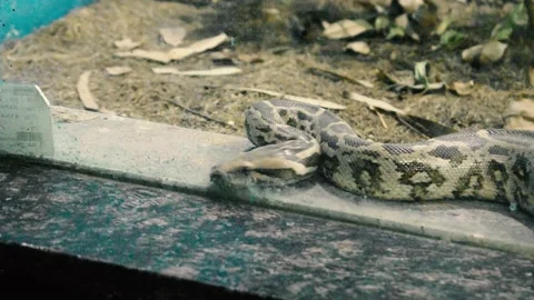 A Young Indian python snake looking for escape in zoo park behind the Stock Footage 145157469
