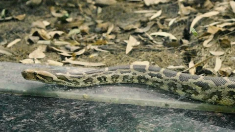 A Young Indian python snake looking for escape in zoo park behind the Stock Footage 145157481