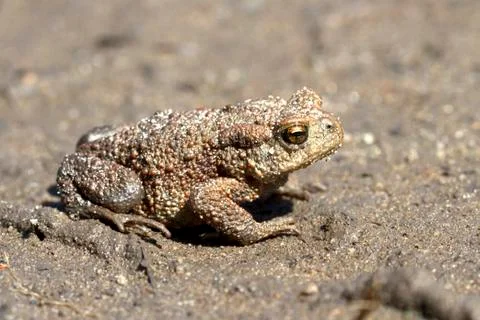 Young individuals common toad sitting on the sand. Foto stock