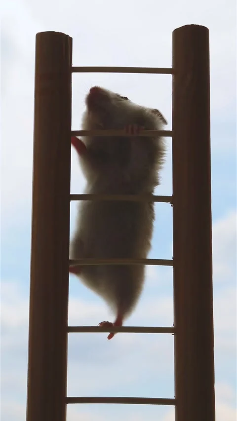 A young inexperienced hamster learns to climb stairs Vídeos de archivo 258263457