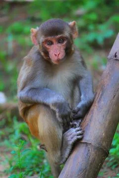 Young innocent looking macaque monkey sitting isloated in nice blur backgroun Stock Photos