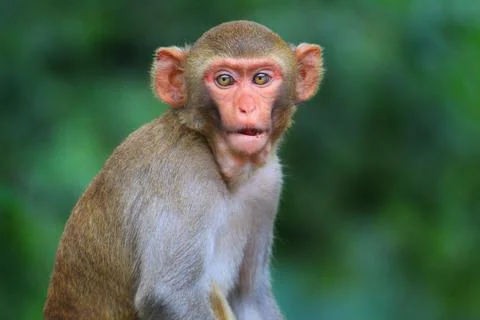 Young innocent looking macaque monkey sitting isloated in nice blur backgroun Stock Photos
