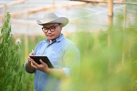 Young innovative farmer using digital tablet and checking quality of cannabis Foto stock
