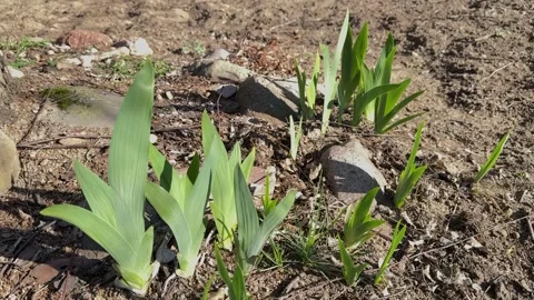 Young iris leaves emerging in an early spring garden Stock Footage 305821618