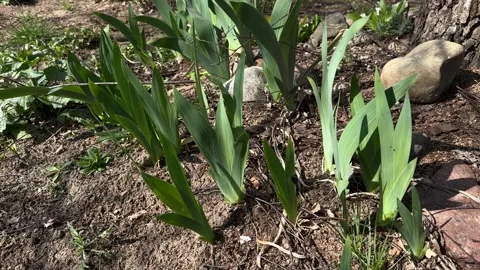 Young iris leaves growing in spring garden Stock Footage 306521377