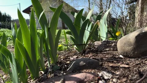 Young iris leaves growing in spring garden Stock Footage 306521383