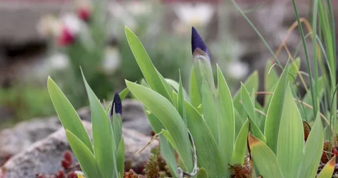 Young Iris plants Stock Footage 194385323